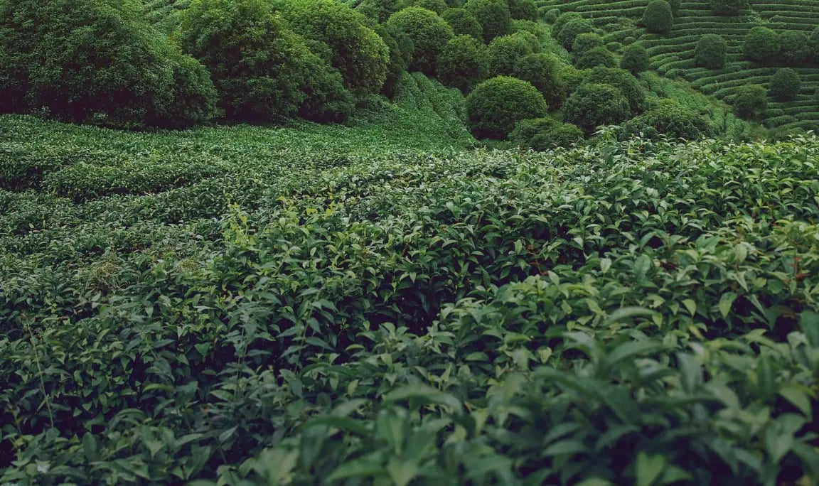 frame_863