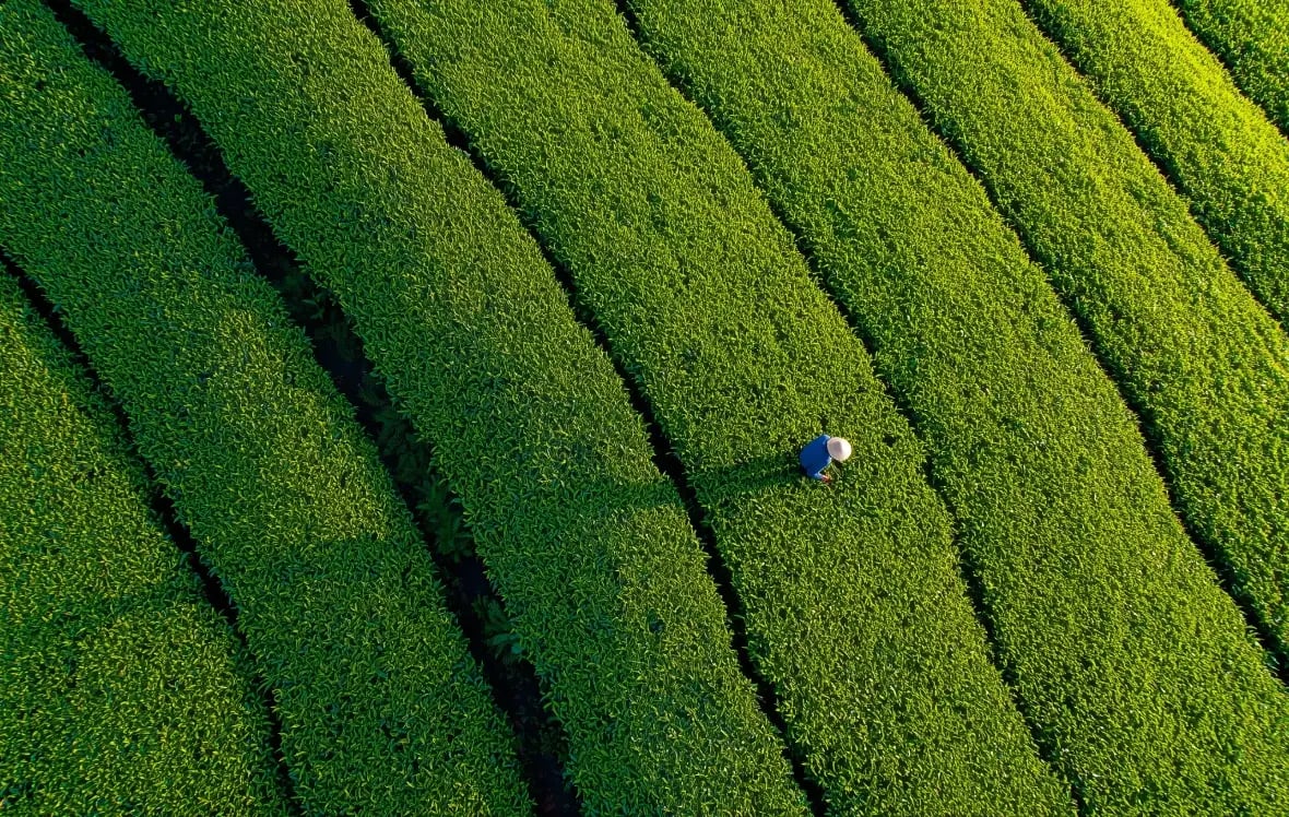 Tea-farm